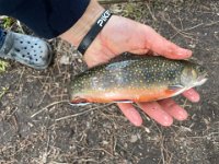 Another look at Endi's Guelph Area Brook Trout ...