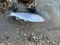 A "Pink Worm" Caught Lower Credit River Steelhead ...