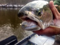 A Great Lakes Steelhead with a deformed Lower Jaw.