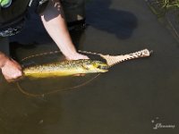 A Grand River Brown Trout With a Severely Damaged Upper and Lower Jaw Survives to 18+" !