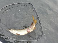 Two lesions on a Kawartha Musky ...