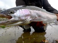 This Saugeen River Steelhead was still aggressive even with a severely damaged maxillary as a jeuvenile..