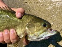 ... This mature Smallmouth Bass is very Healthy despite MASSIVE Top Jaw damage ...
