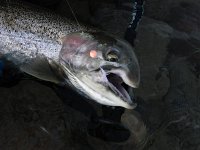 ... This mature Steelhead is very Healthy despite MASSIVE top Jaw damege ...