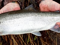 A Lake Ontario Steelhead with a Severely Damaged Gill Plate.