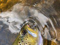 Adam's GREAT "Euro-Nymphed" Upper Grand River Brown Trout ...
