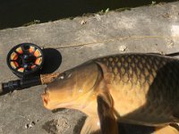 Andrew's Speed River Carp on the fly ...