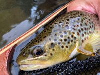 Brandon's Upper Credit River Resident Brown Trout ...