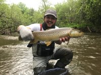 A Great Upper Credit River Resident Brown Trout ...
