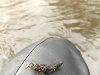 A Upper Credit River Dragonfly Shuck ...