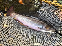 Gord's Manitouwadge Coaster Brook Trout ...