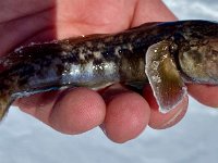 A Lake Simcoe Goby ... They're getting Bigger! ;-(