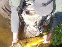 A Great Upper Grand River Brown Trout ...