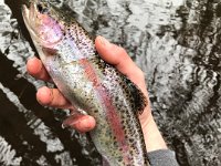 A Beautiful Resident Rainbow Trout ...