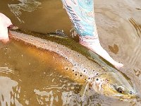Stacey's great Upper Grand River Brown Trout ...