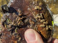 Upper Grand River Hendricksons & Caddis Larvae ...