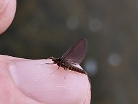 Upper Grand River Blue Winged Olive - BWO ...