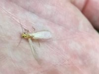 A Upper Credit River Little Yellow Sally Stonefly ...