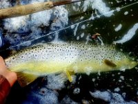 Kevvy's Upper Grand River Brown Trout ...
