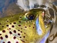 Adam's GREAT "Euro-Nymphed" Upper Grand River Brown Trout ...