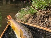 Another look at Brandon's Upper Credit River Resident Brown Trout ...