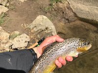 Another look at Brandon's Upper Credit River Resident Brown Trout ...