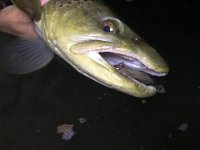 Brandon's Upper Credit River "Night-Time Mouse" Brown Trout
