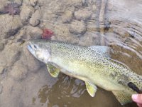 A Credit River Chinook Salmon ...