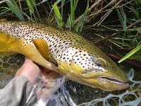Another great Upper Grand River Brown Trout ....