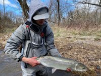 Another of Isaac's Opening Weekend Credit River Steelhead ...
