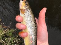 A Beautiful Resident Brown Trout ...