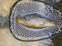 Another Look at Richard's Upper Grand River Brown Trout ...