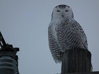 A Snowy Owl near Elmira, Ontario ...