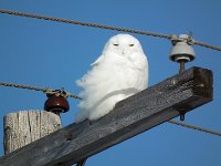 A Snowy Owl near Elmira, Ontario ...