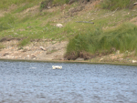 A Polar Bear sighting while on The Sutton River 2020 ...