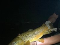 Jordan's Upper Grand River "Night-Time Mouse" caught Brown Trout ...