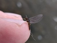 Upper Grand River Blue Winged Olive - BWO ...