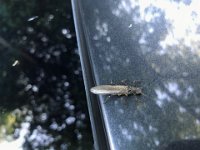 A Upper Credit River Adult Stonefly ...