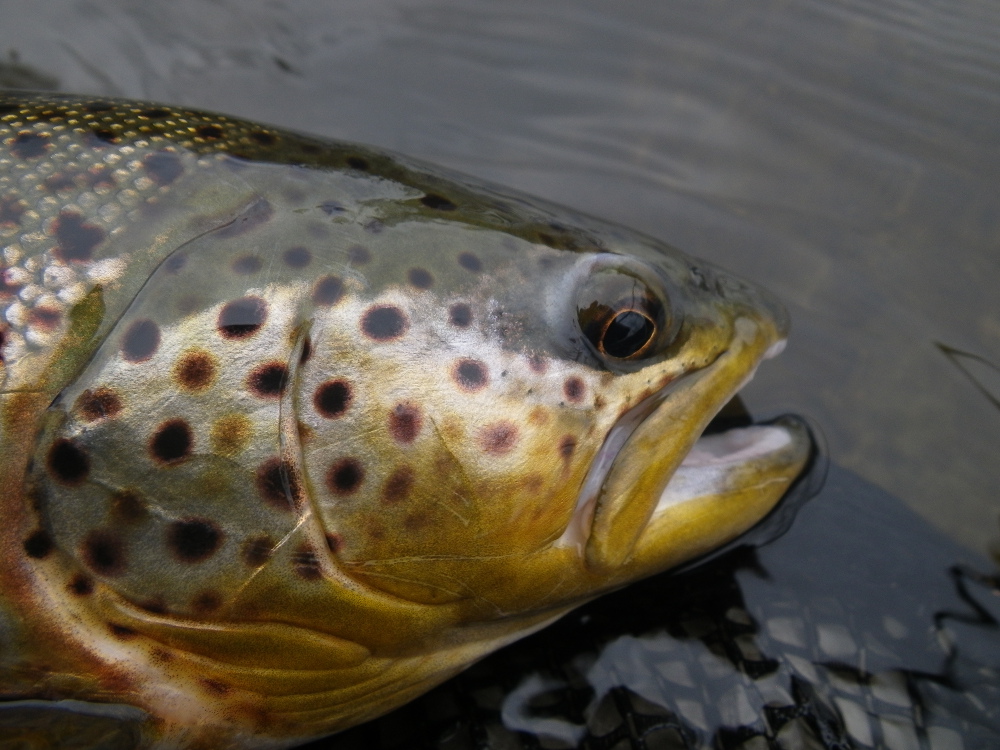 Brown Trout from the Grand
