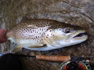 Great Lakes Migratory Brown Trout