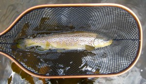 19 Inch Female Grand River Brown Trout _Rushton_Net The Brown Model AA