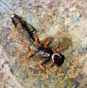 A Upper Credit River Stonefly Shuck.