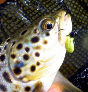 A Upper Grand River Resident Brown Trout on RB's "Mop Fly”.