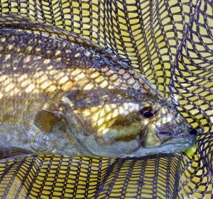 A Upper Grand River Resident Smallmouth Bass on RB's "Mop Fly”.