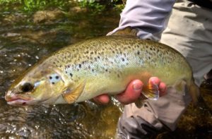 Credit River Atlantic Salmon Release ...