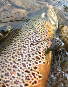 A Bronte Creek Migratory Brown Trout.