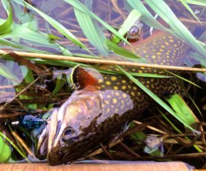 A Brook Trout on the Fly Rod.