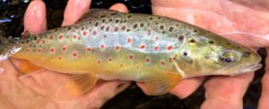 Credit River Brown Trout Release ...