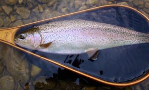 A Calgary Cutthroat in a Cedar Landing Net ...