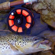 Echo Ion Fly Reel Grand River Brown Trout Resized for Web